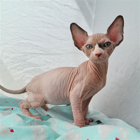 sphynx for sale seattle